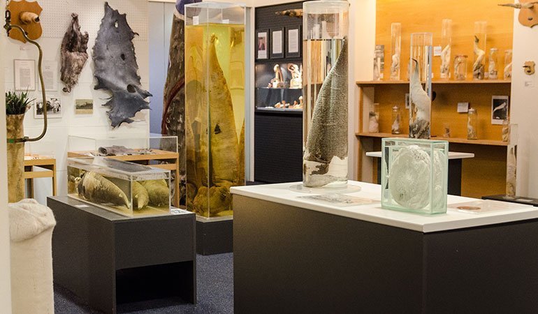 what to see in Iceland Phallological Museum
