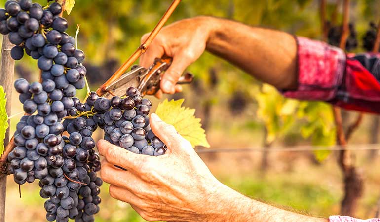 sangiovese grape tuscan wine guide