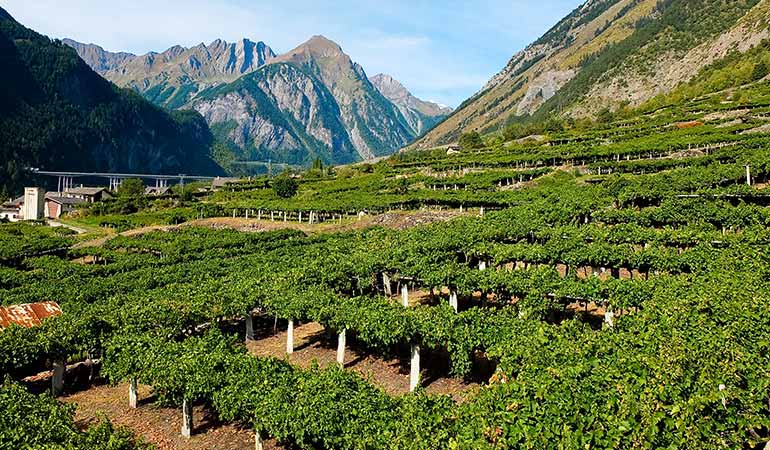 authentic italian cuisine