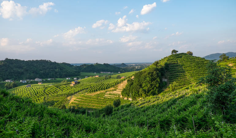 prosecco field