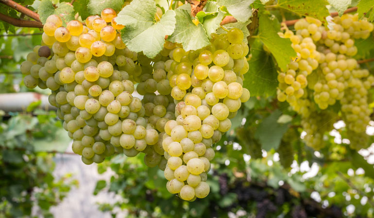sparkling wine grapes