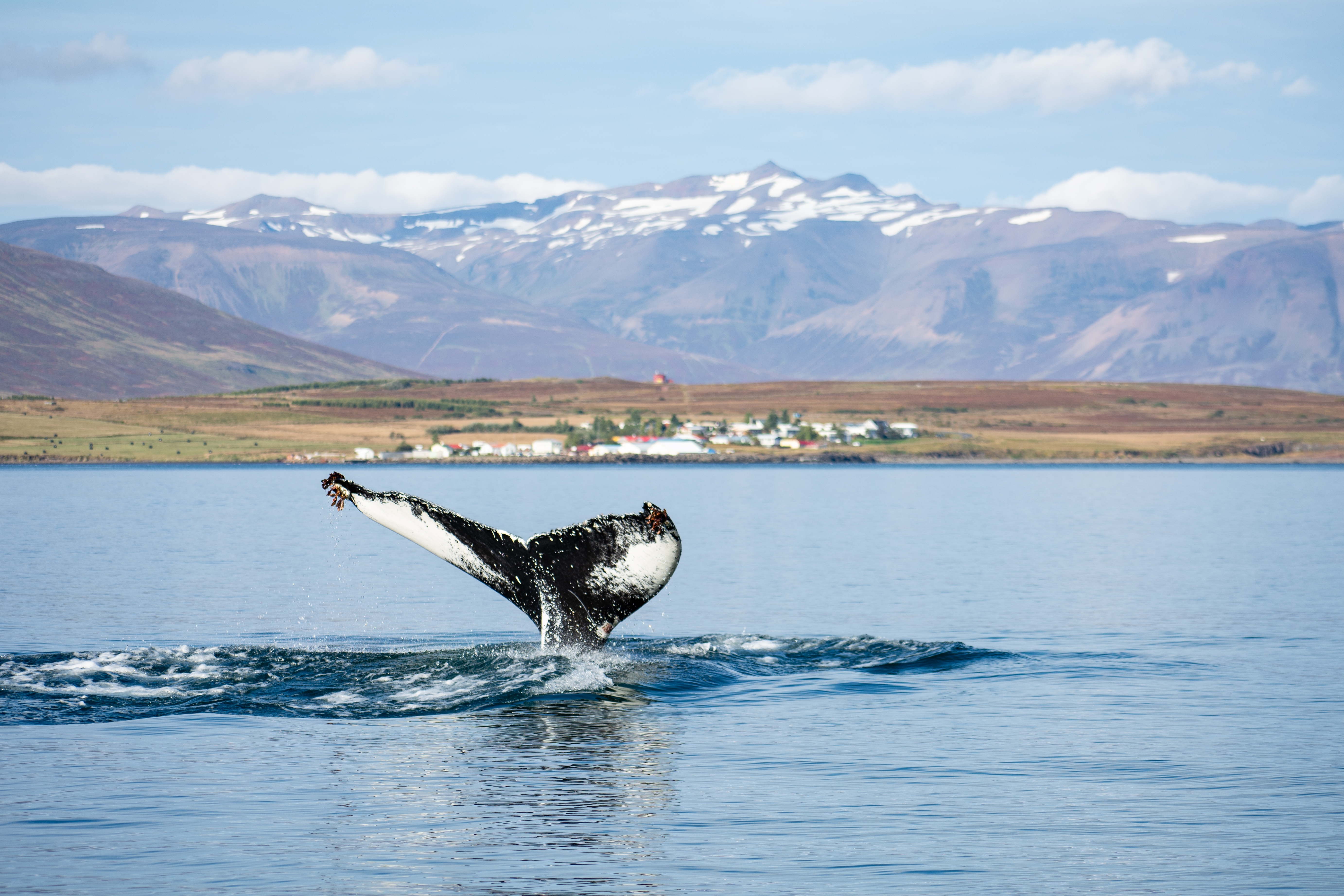 Ethical Wildlife Watching