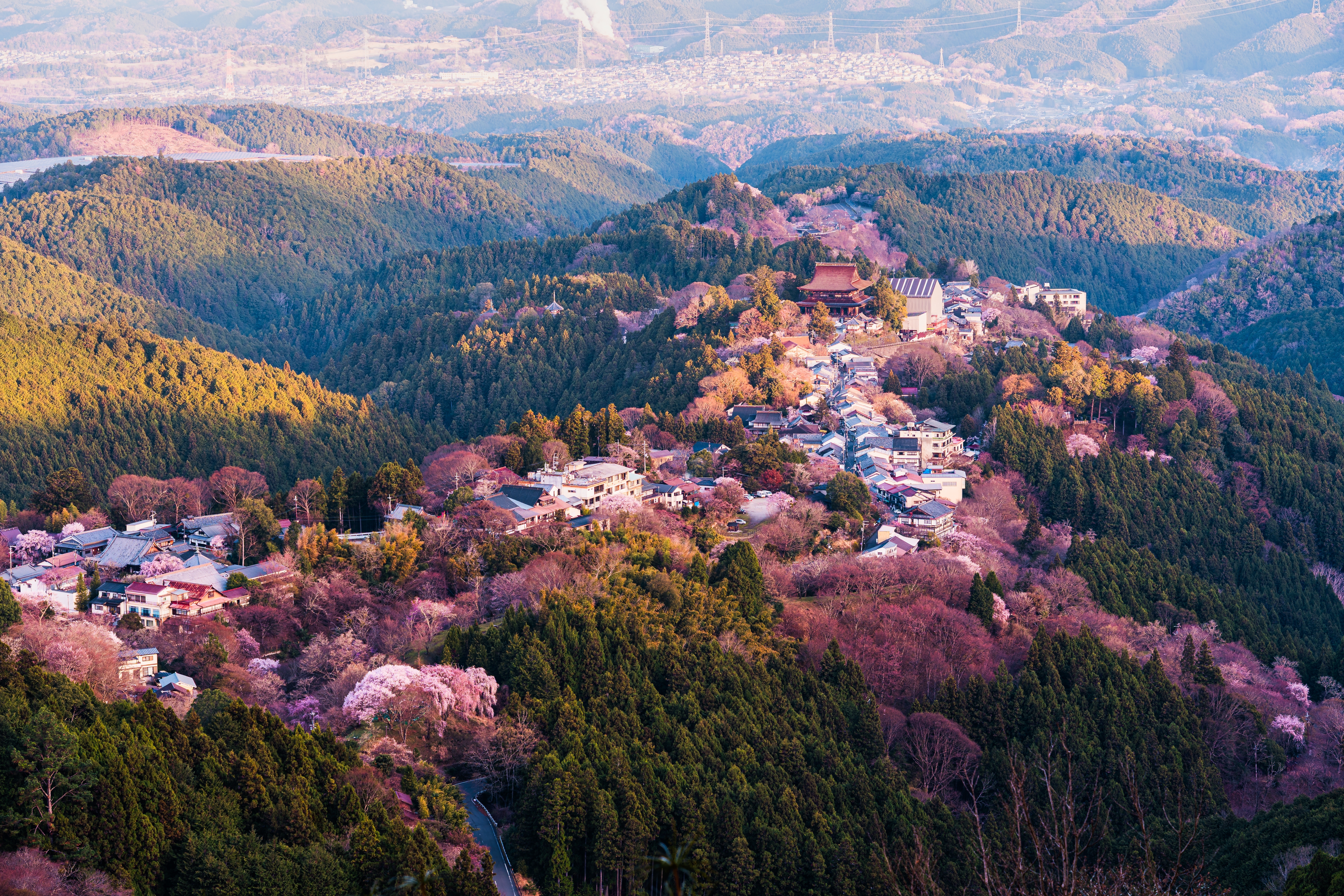 Sakura Trees at Mount Yoshino 