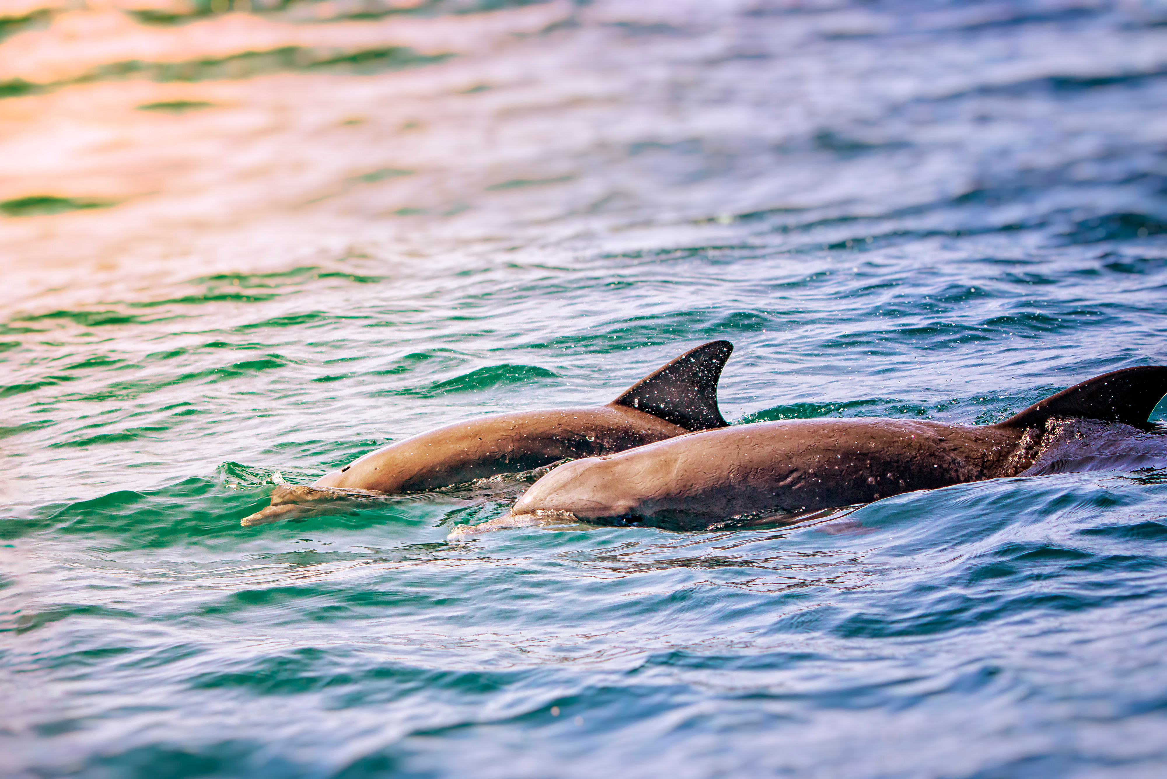 Swimming with Dolphins