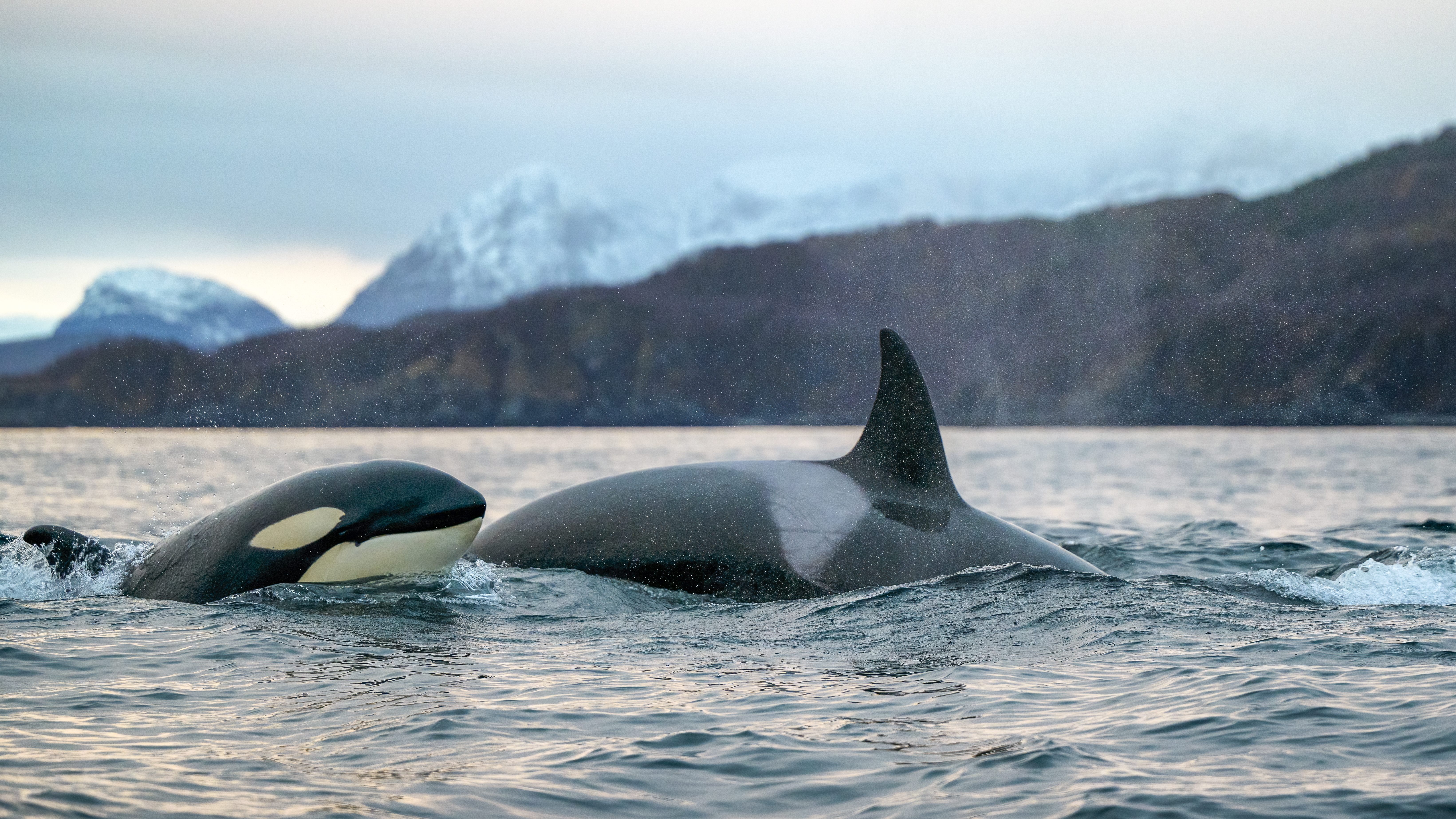 Whale Watching in Tromsø