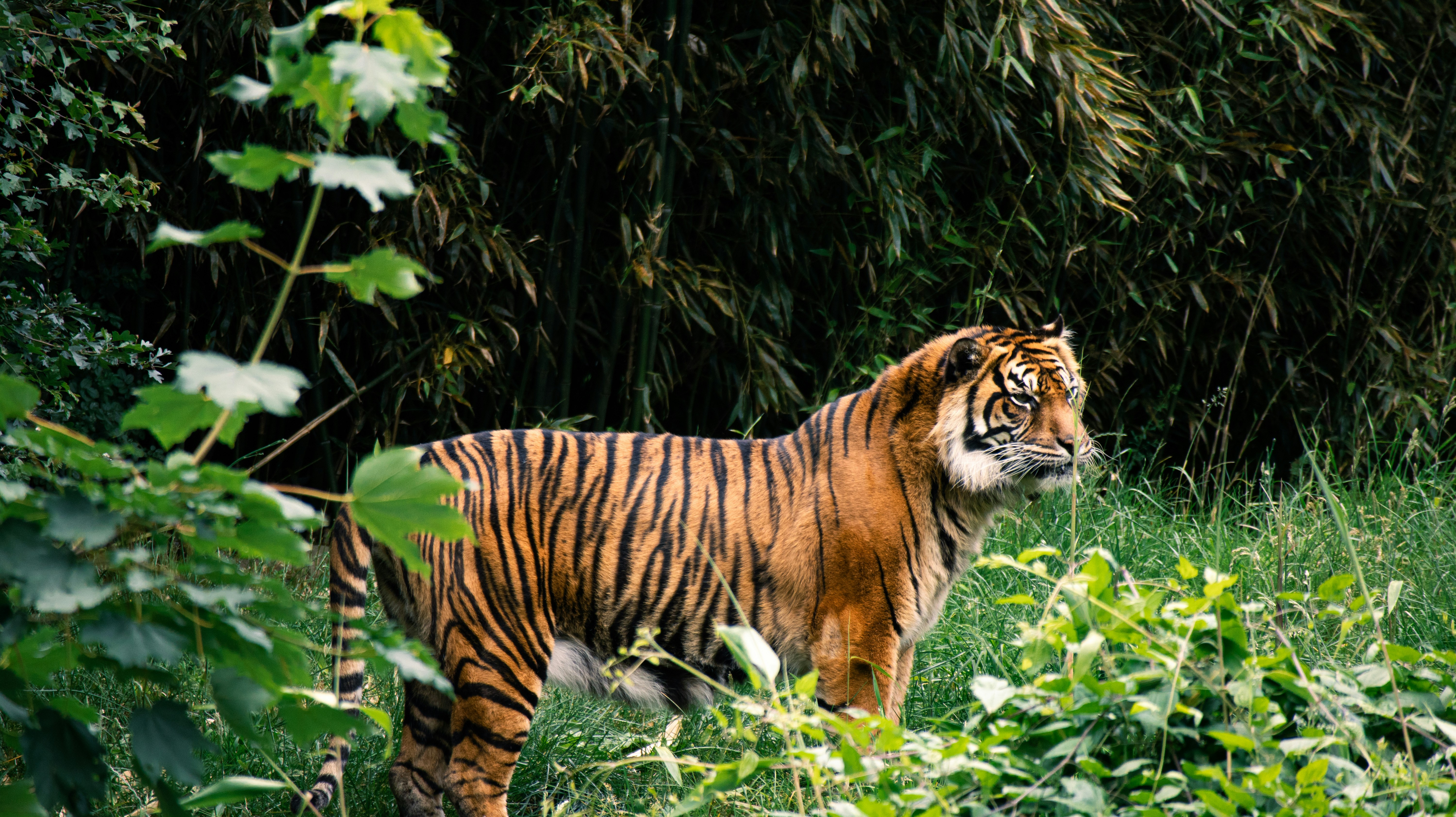 Home to the Bengal Tiger