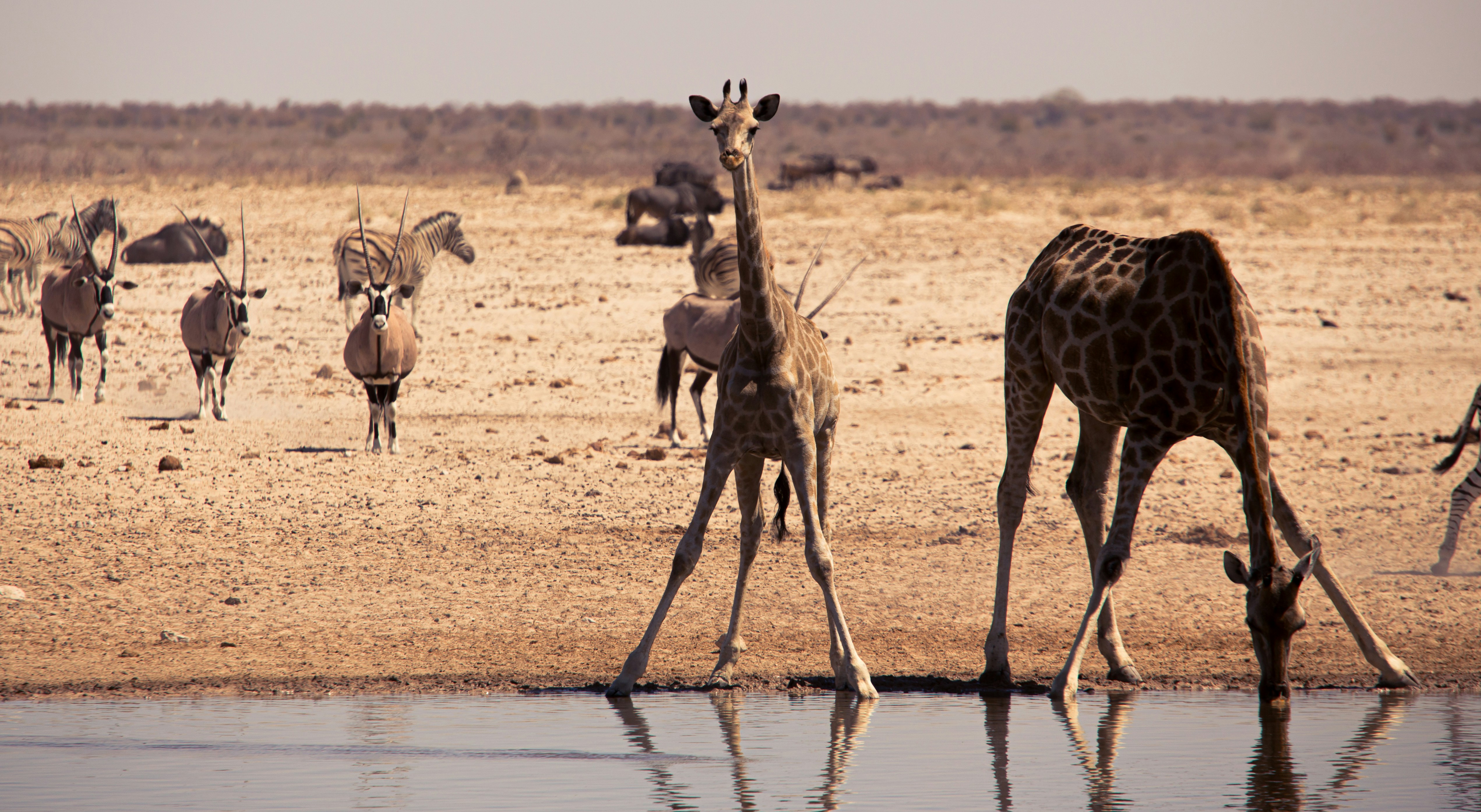 Etosha National Park