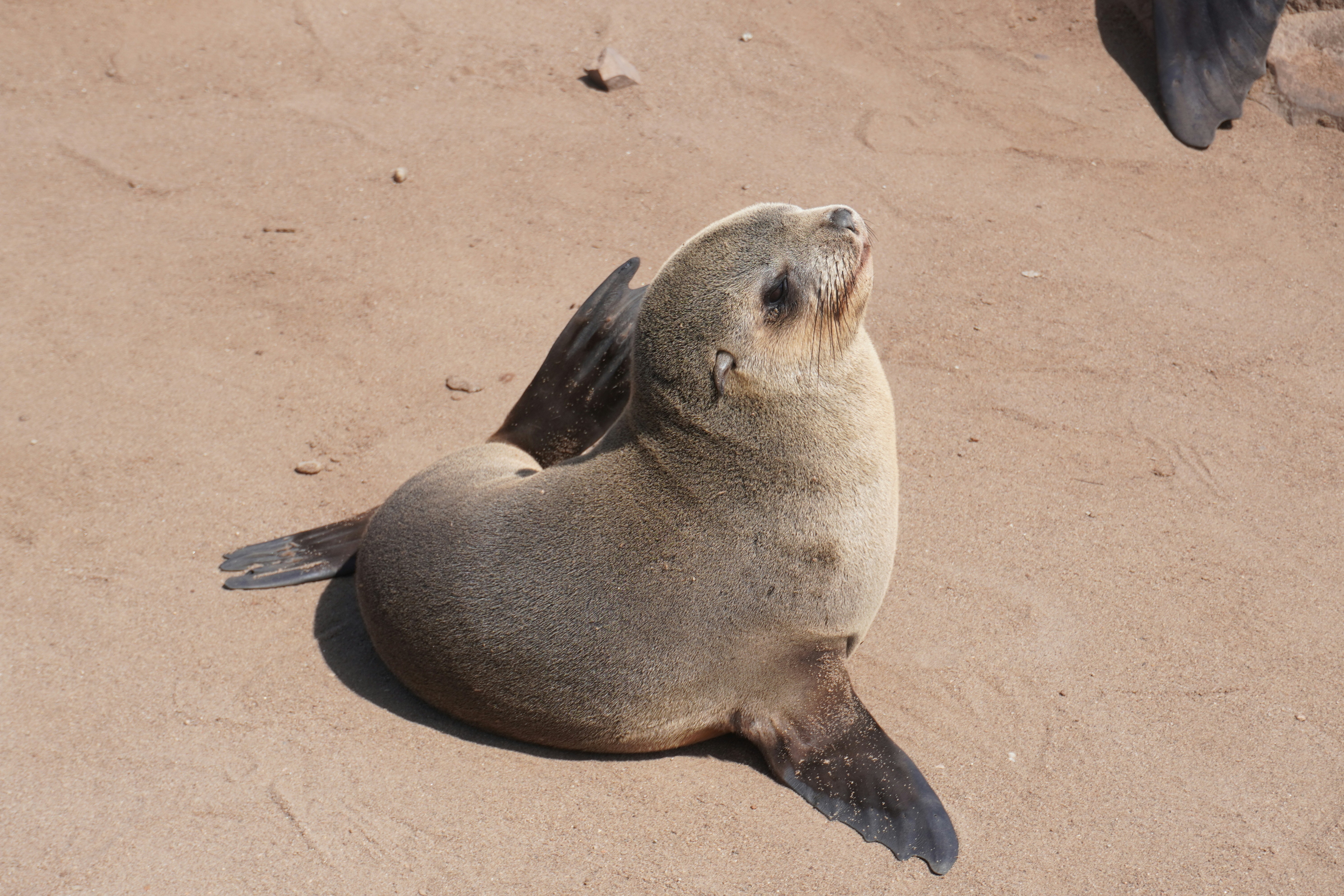 Cape Cross Seal Reserve