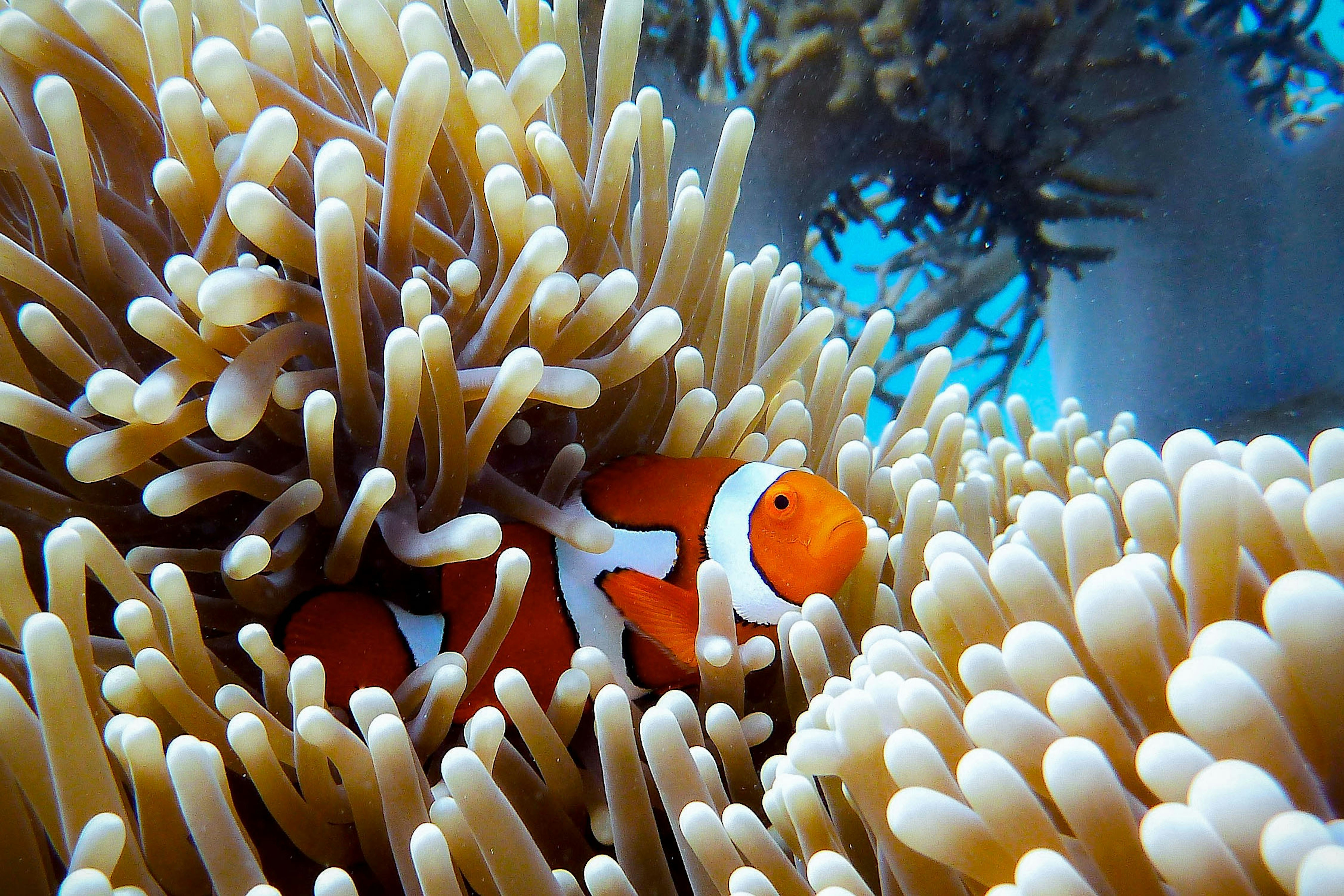 Snorkelling in the Great Barrier Reef