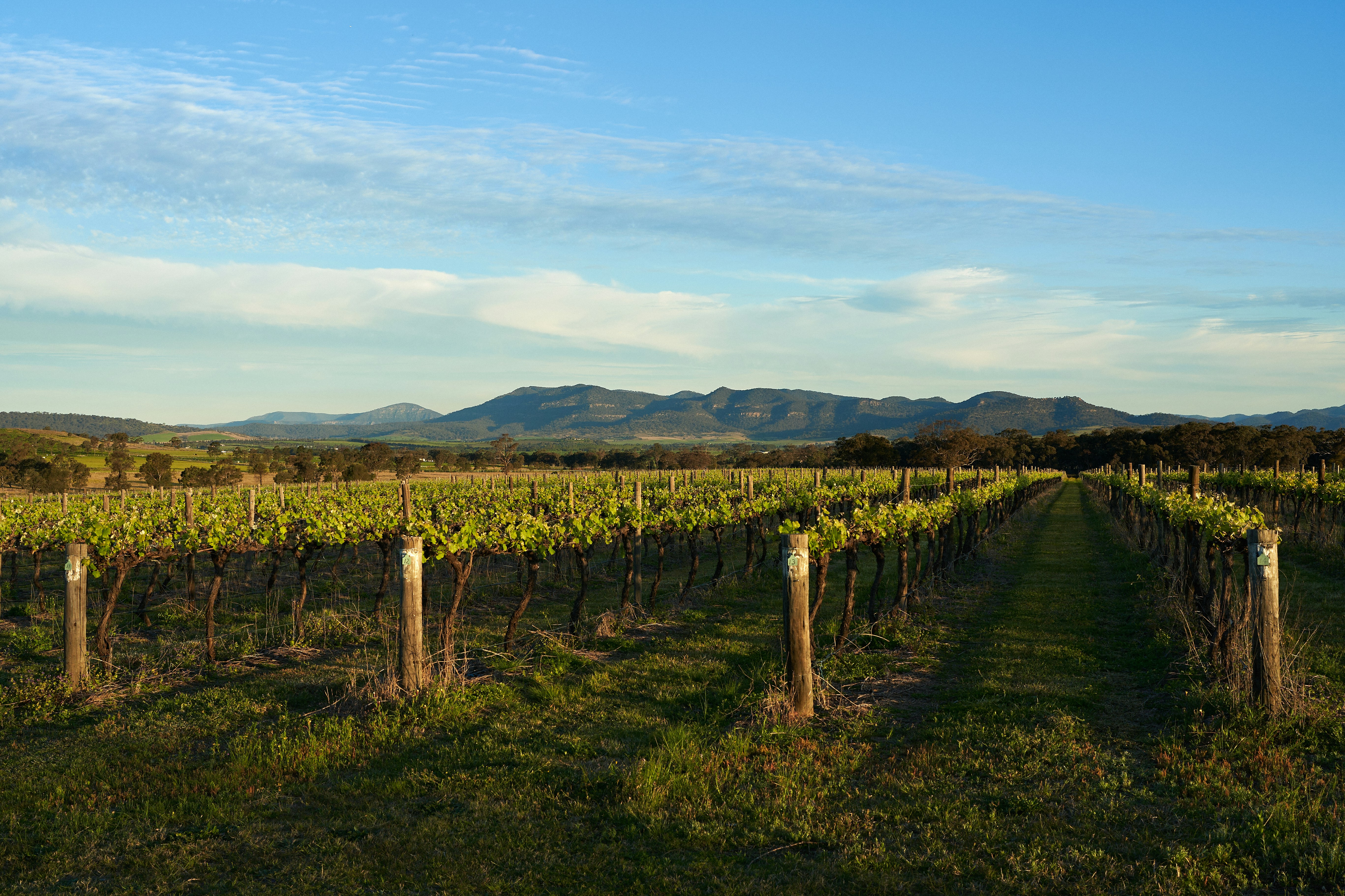 Wine Tasting in Hunter Valley 
