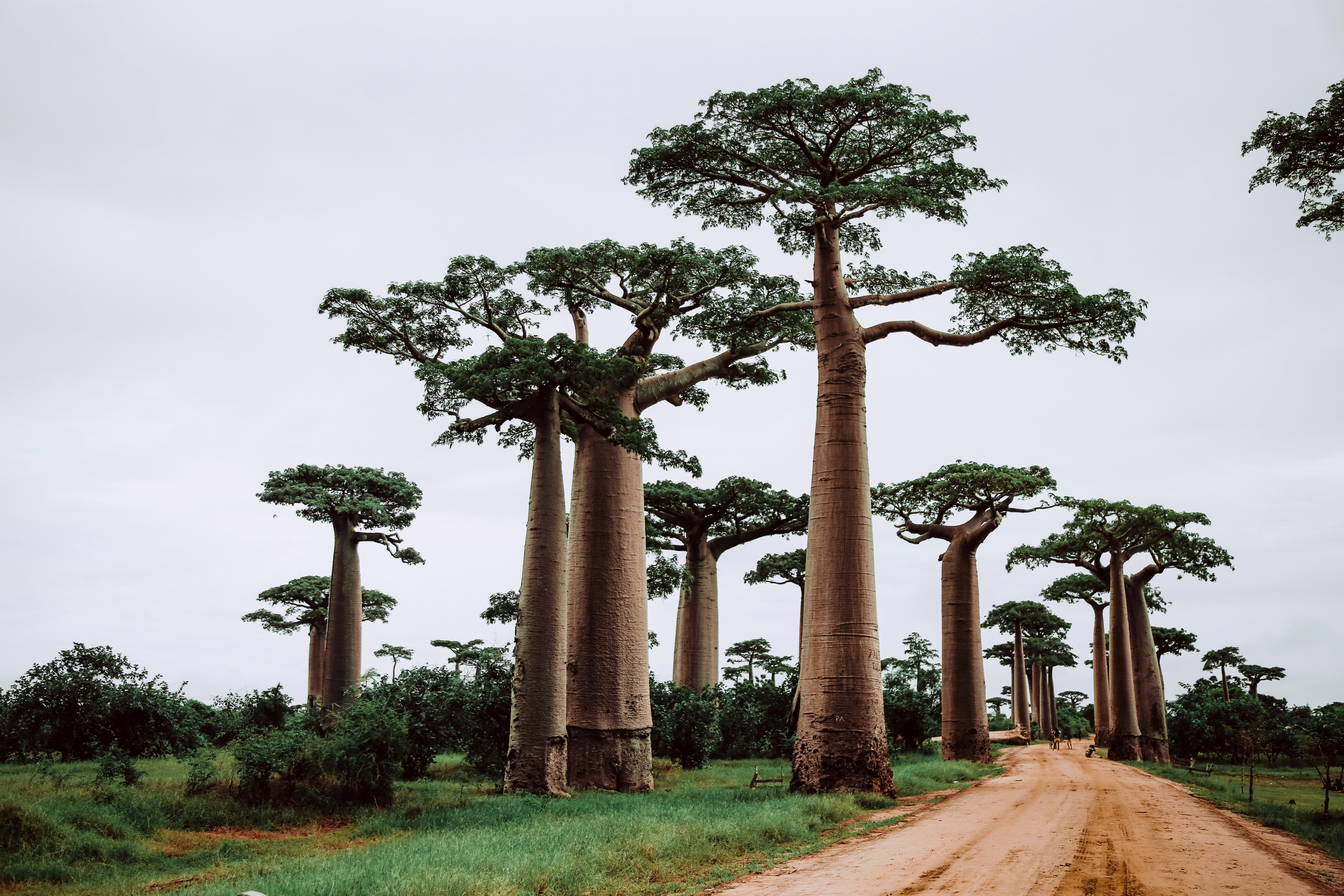 Dirt path lined with baobab trees in Madagascar