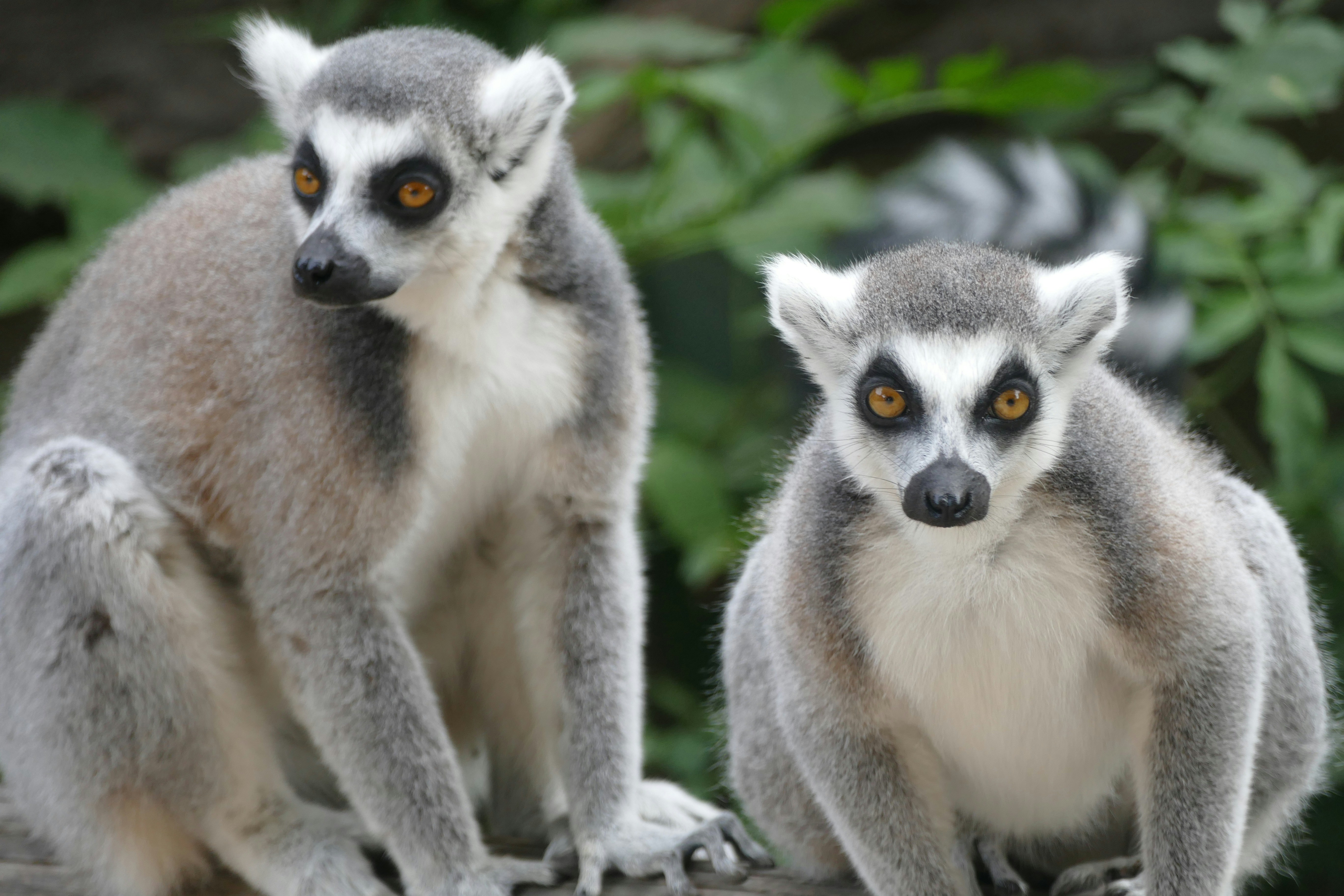 Visiting Lemur Island 