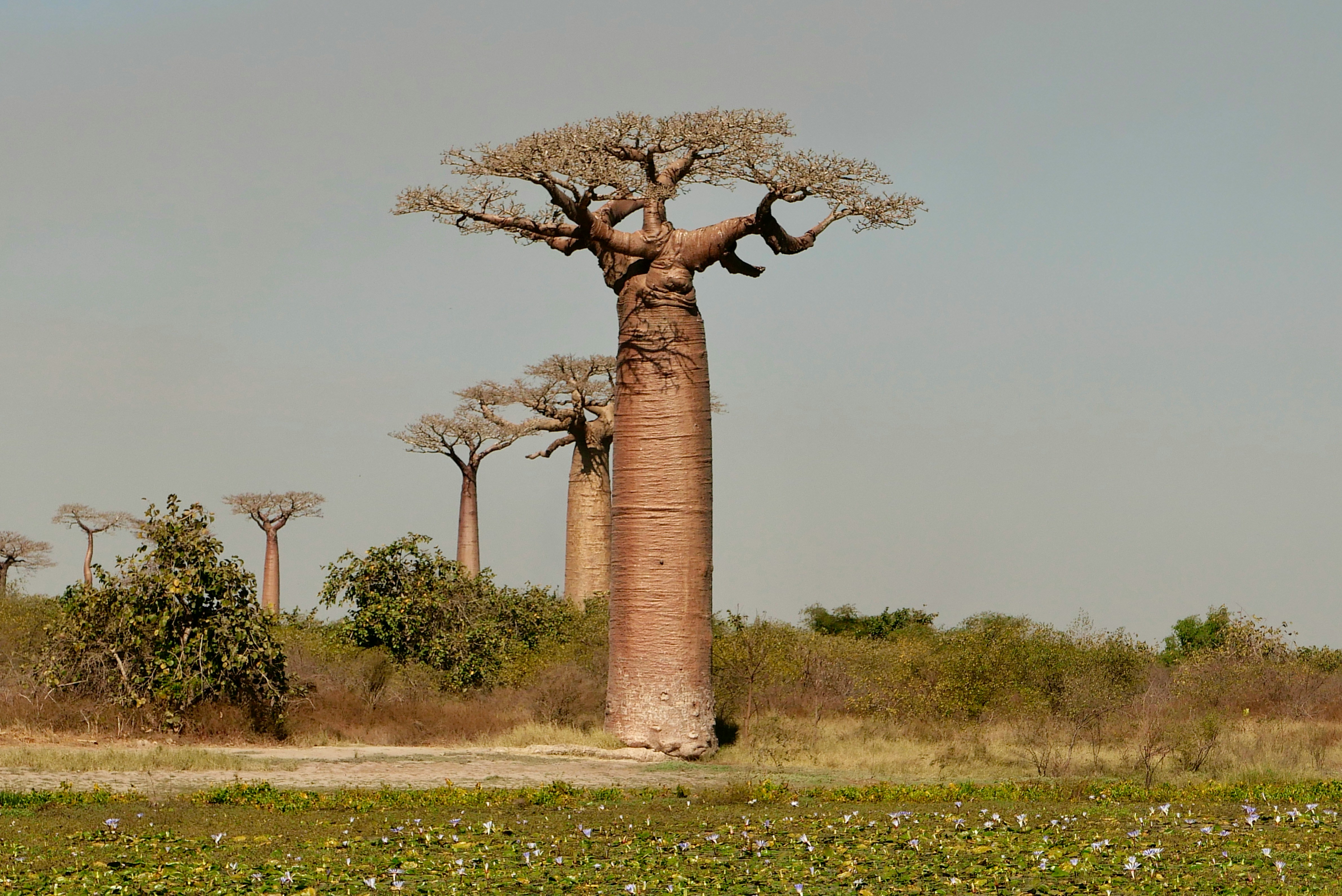 Experiencing the Avenue of Baobabs