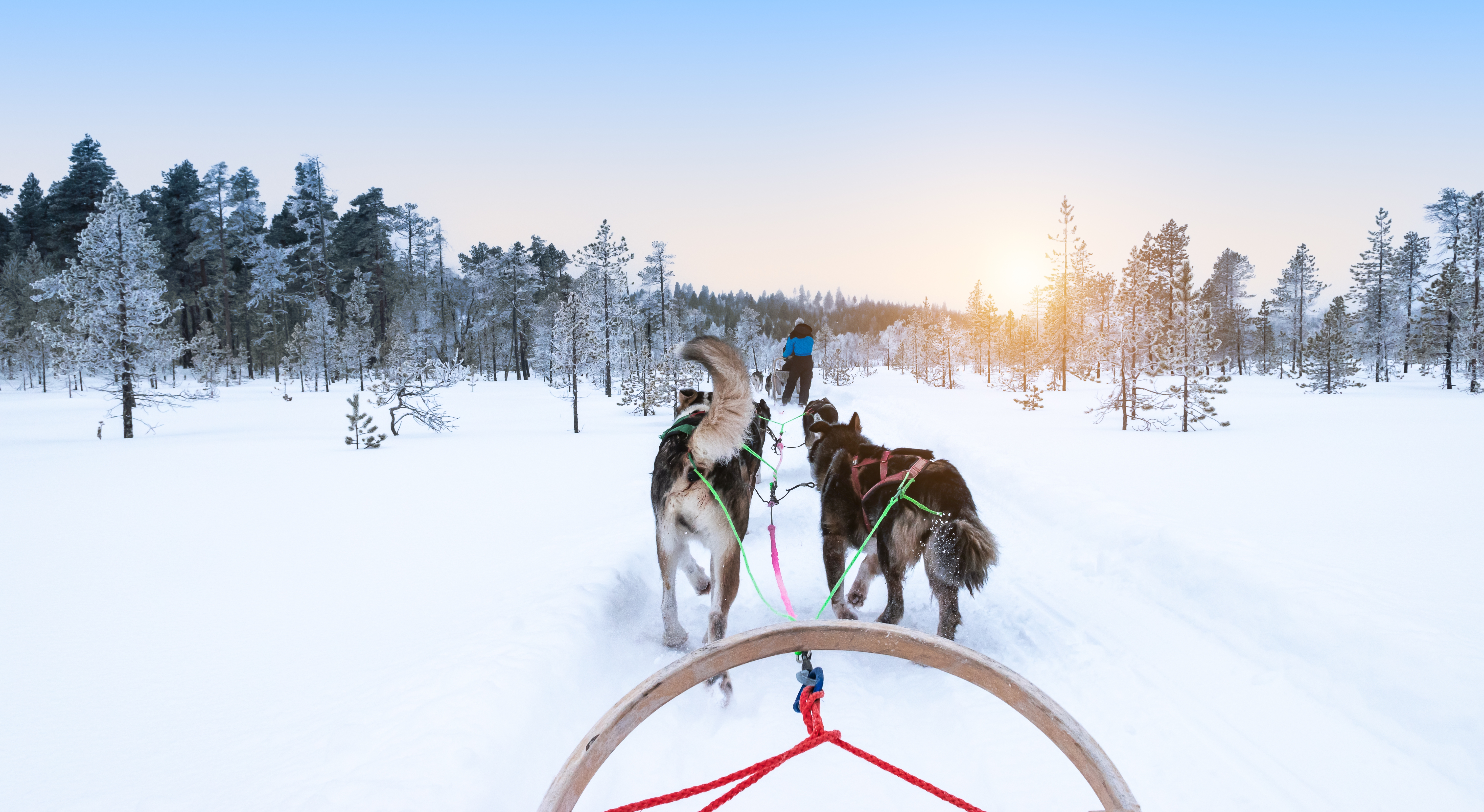 Reindeer Sleigh Riding or Dog Sledding in Lapland