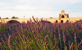 Take a Lavender Tour