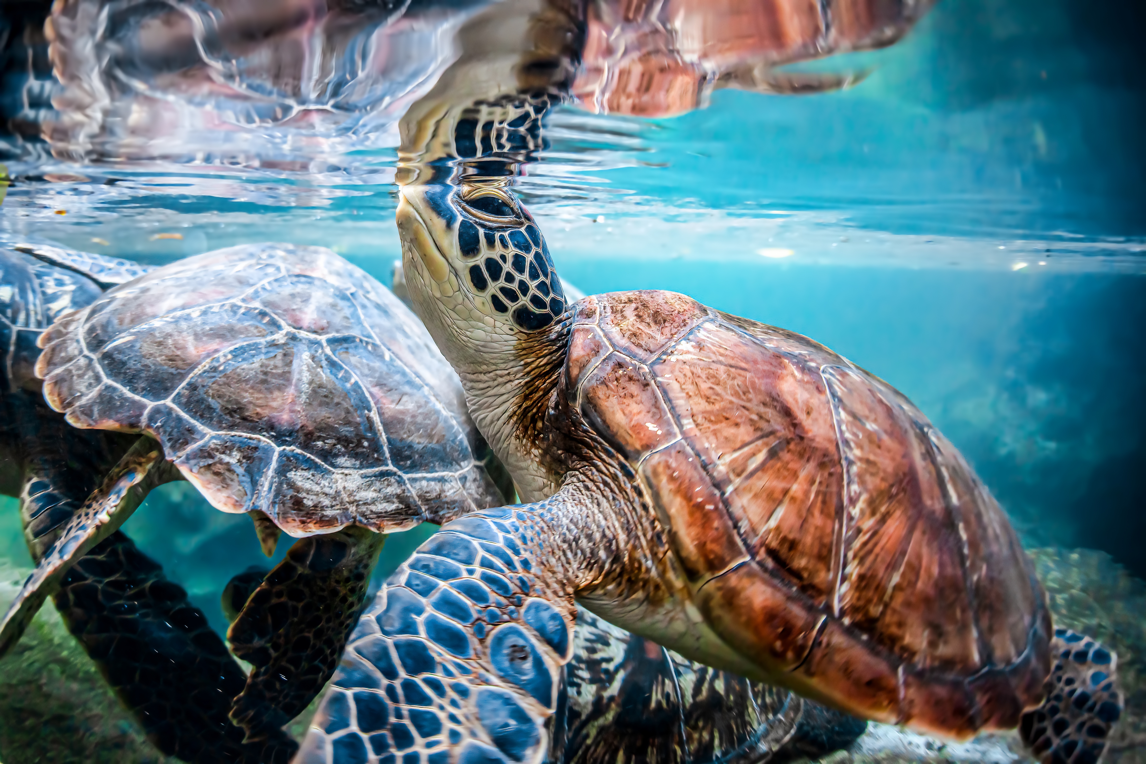 Swimming with Turtles