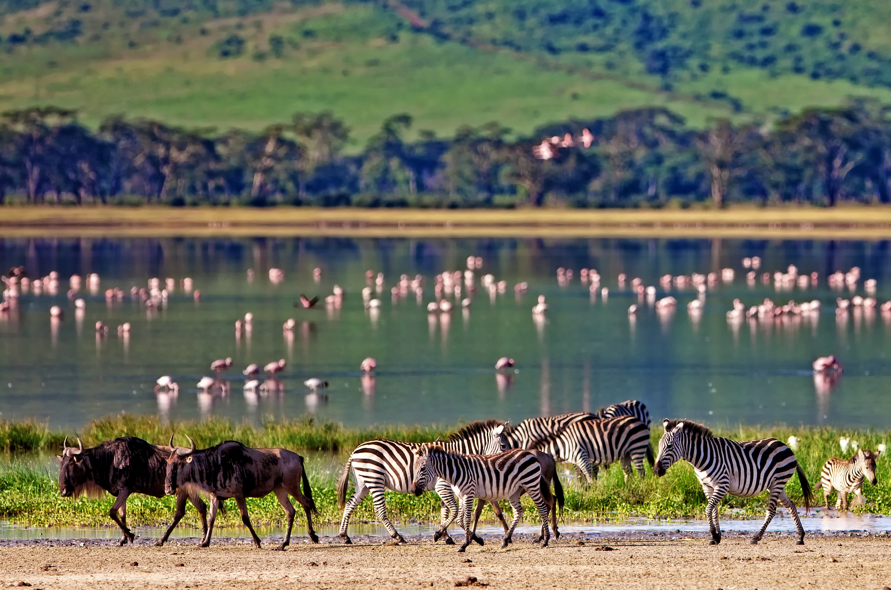 Ngorongoro Crater and Serengeti Safari