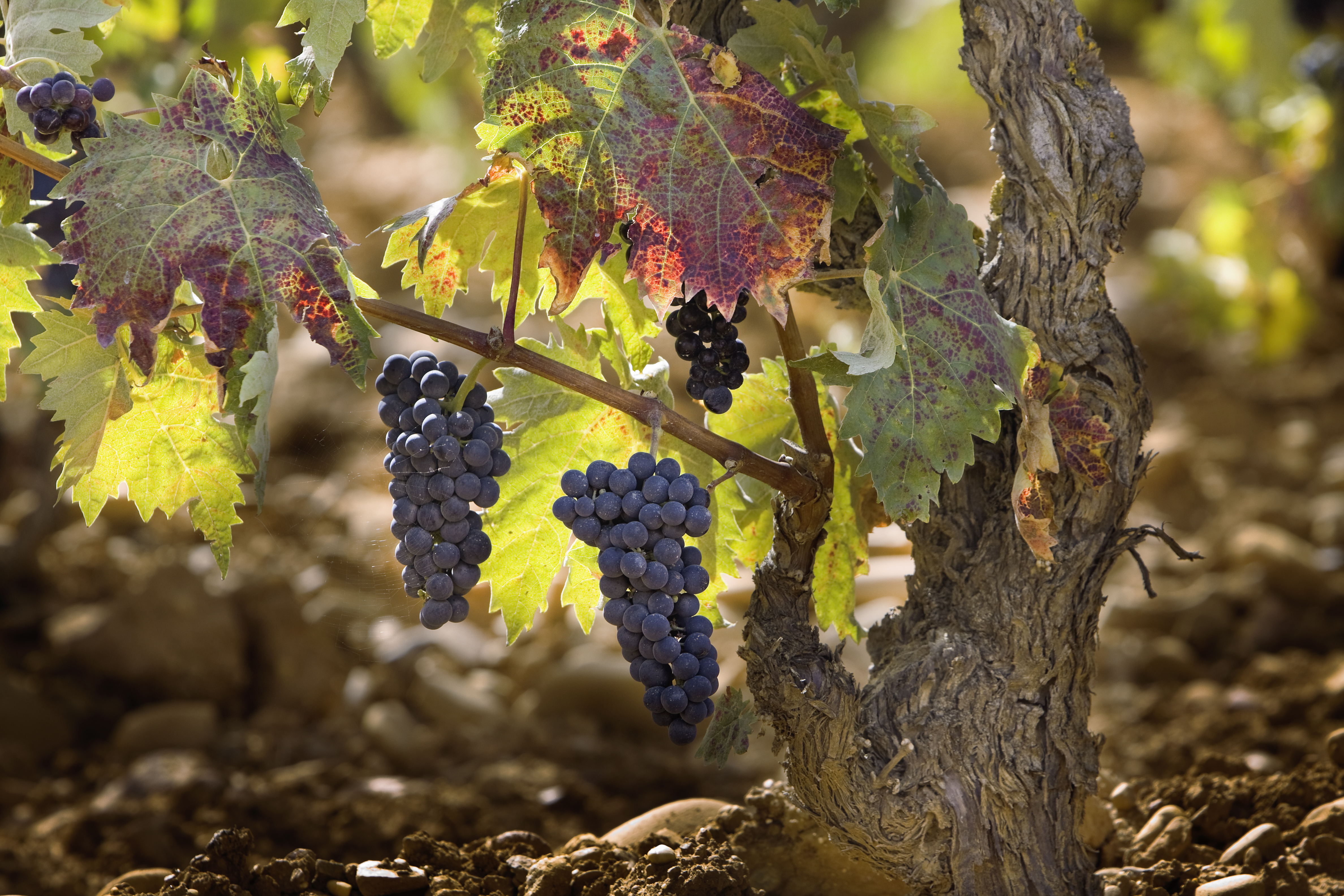 Rioja Wine