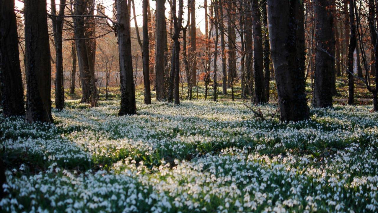 Snowdrops in a park at Fontainebleau