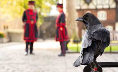 Beefeater London raven 
