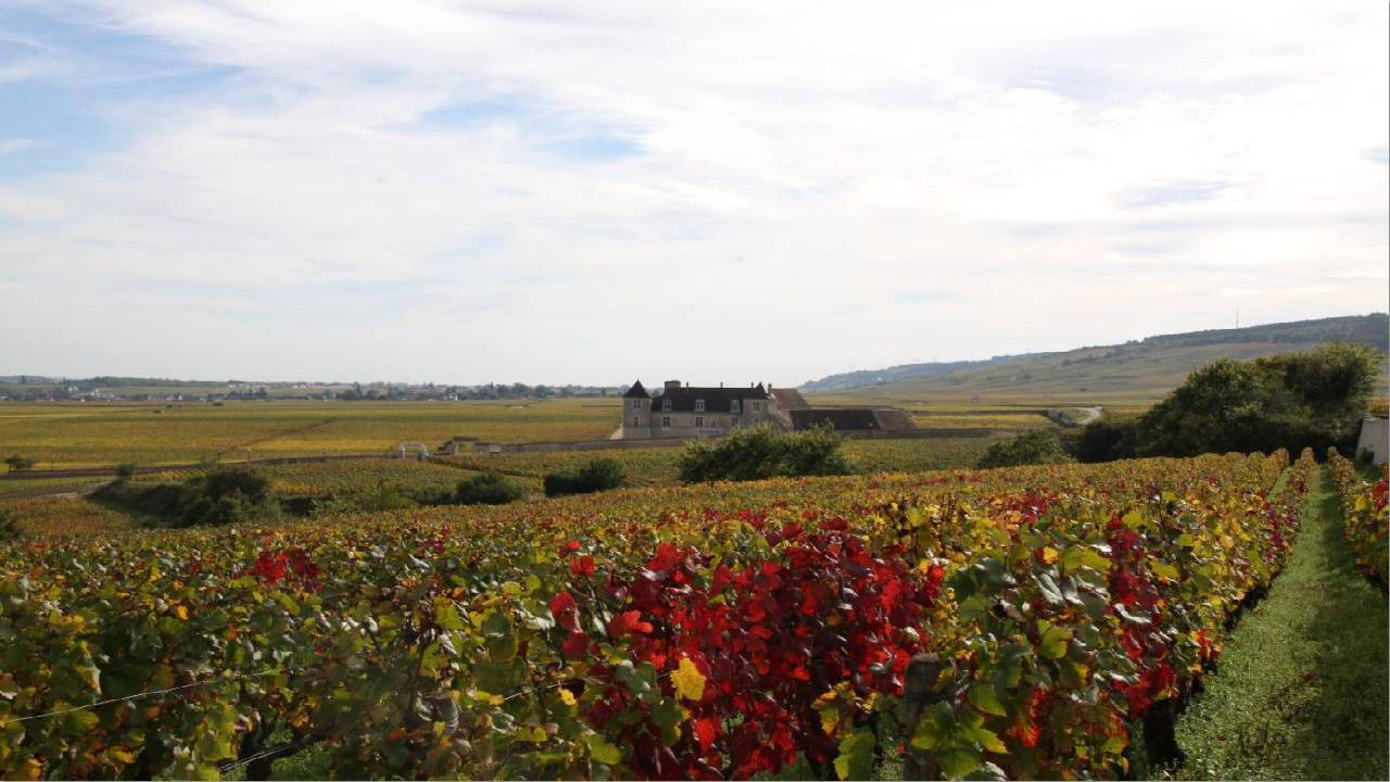 Burgundy Wine Tour