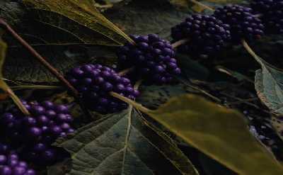 Mushrooms & Wild Berries Picking Tour - Small Group