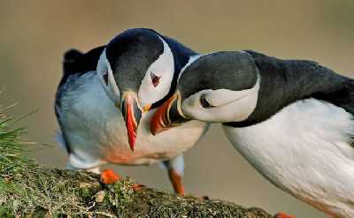 Puffin Express by RIB Speedboat