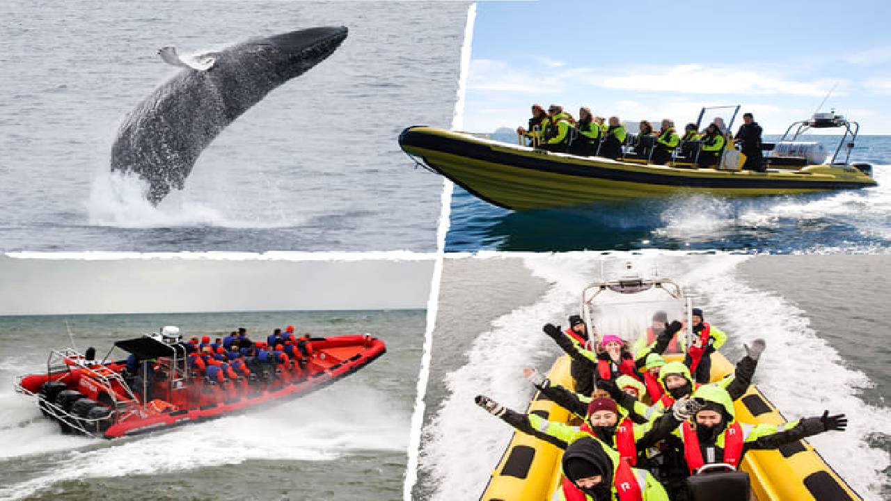 Whale  Watching from Downtown Reykjavik by RIB Speedboat 