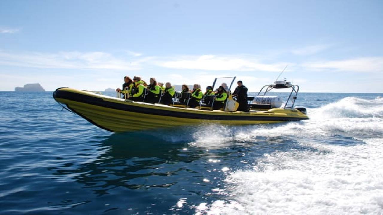 Whale  Watching from Downtown Reykjavik by RIB Speedboat 