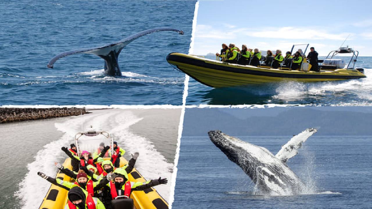 Whale  Watching from Downtown Reykjavik by RIB Speedboat 