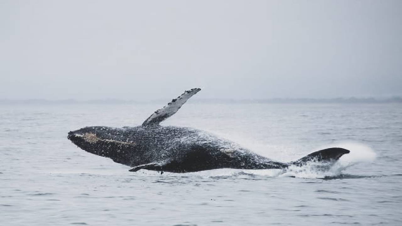 Whale  Watching from Downtown Reykjavik by RIB Speedboat 