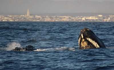 Reykjavík Premium Whales in the Midnight Sun
