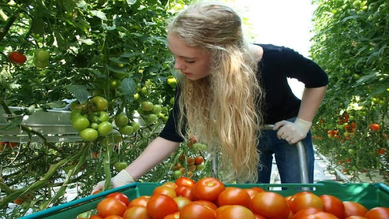 Golden Circle and Waterfalls, with Friðheimar Farm and Kerið in small group