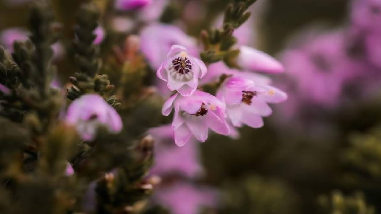 Golden Circle and Waterfalls, with Friðheimar Farm and Kerið in small group