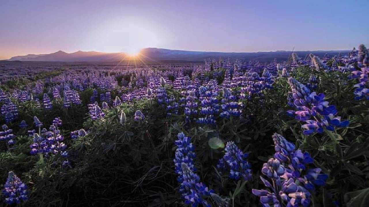 Golden Circle and Waterfalls, with Friðheimar Farm and Kerið in small group