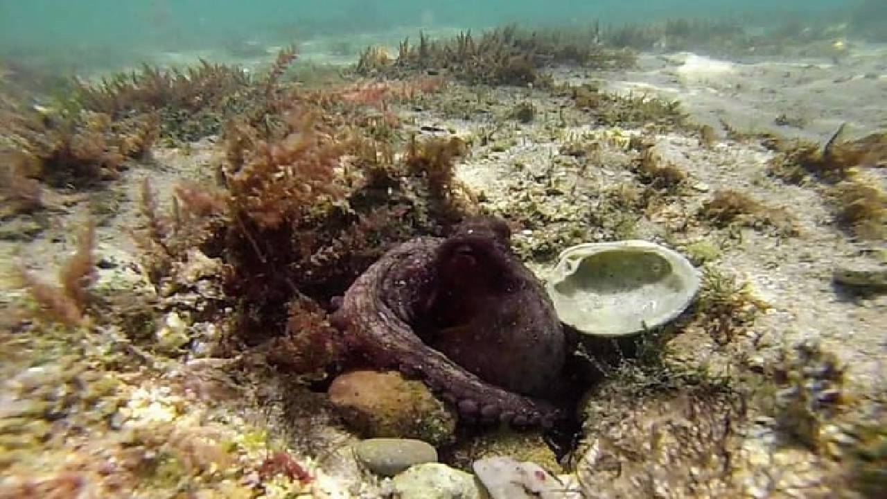 Arrábida Snorkeling & Wine 